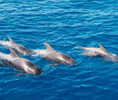 Delfine Touren